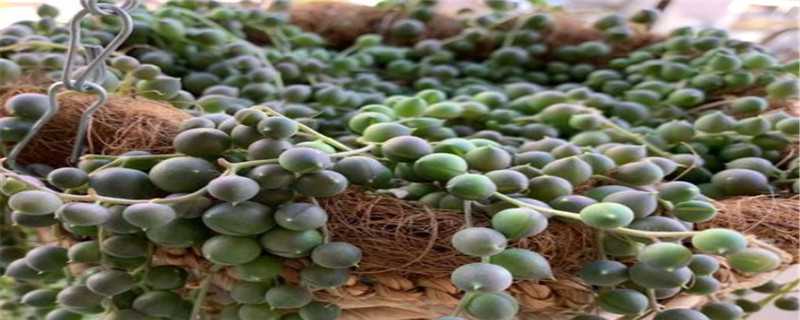 佛珠用什么土养 佛珠用什么土养最好