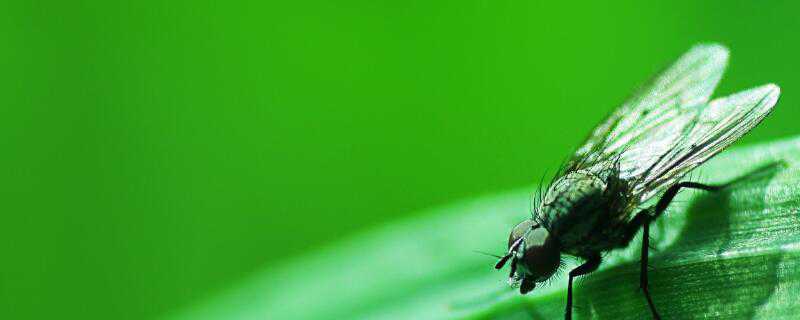 苍蝇冬天怎么过冬（苍蝇冬天冬眠吗）