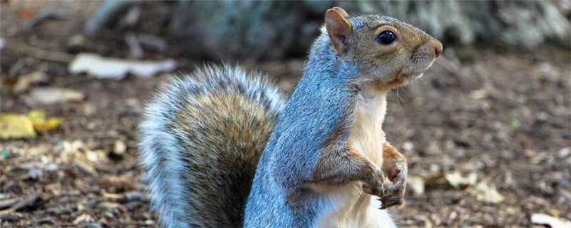 松鼠冬天是怎么过冬的（松鼠冬天是怎么过冬的作文）