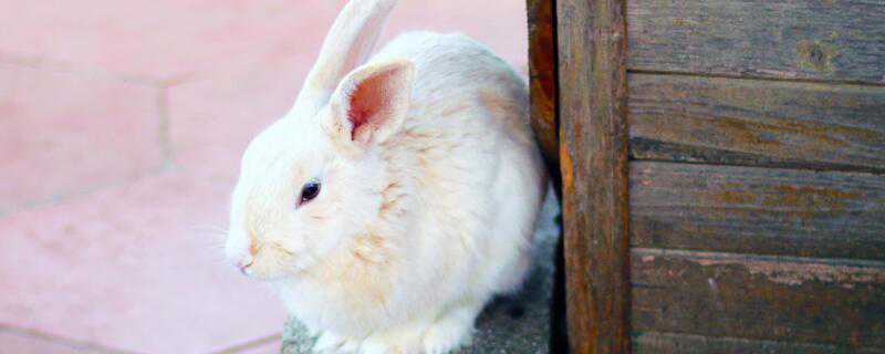兔子怎么繁殖 野生兔子怎么繁殖
