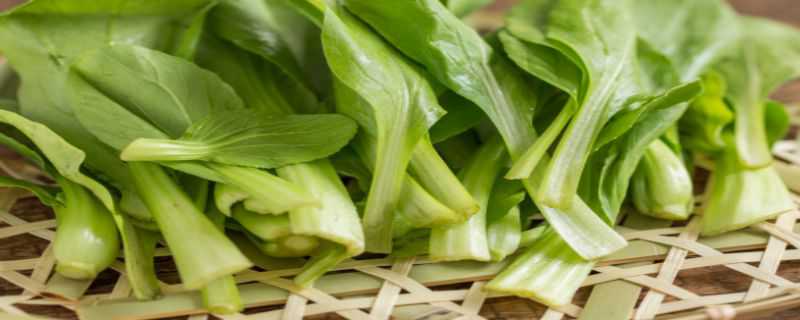 鸡毛菜是青菜吗 鸡毛菜和青菜有什么区别