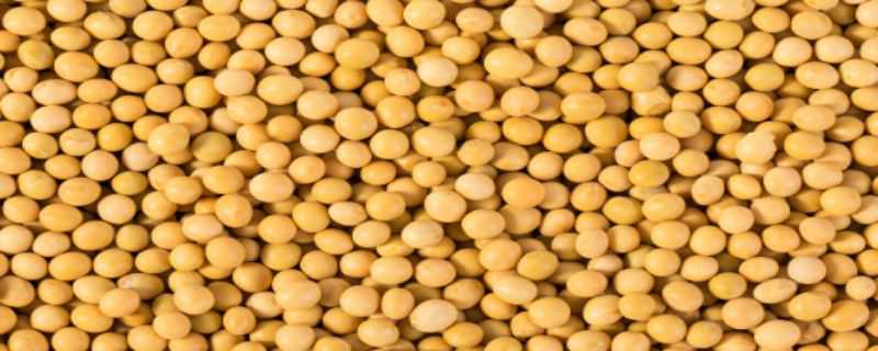 黄豆生虫了怎么办 黄豆生虫了怎么办还能吃吗