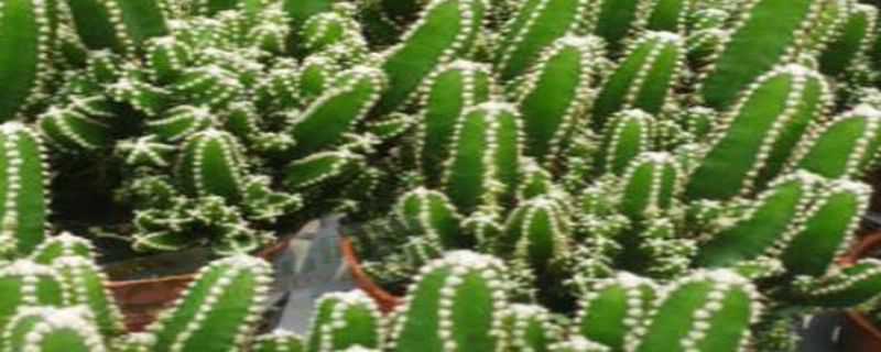 万重山怎么繁殖 万重山怎样繁殖