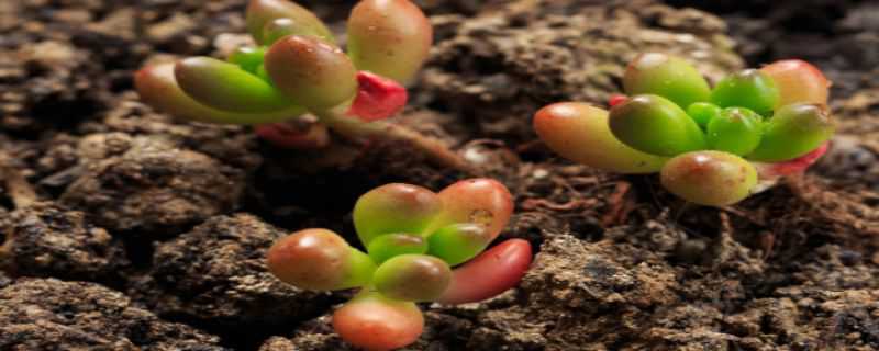 多肉生蚧壳虫怎么办 多肉上的蚧壳虫怎么根治