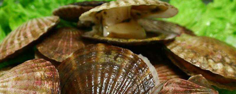 扇贝怎么繁殖 扇贝怎么养殖技术