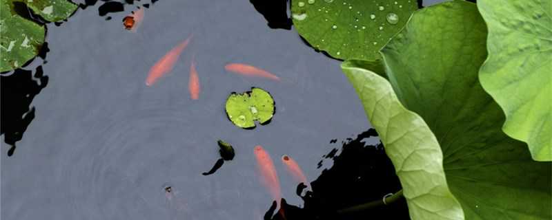 草金鱼怎么繁殖 草金鱼怎么繁殖视频