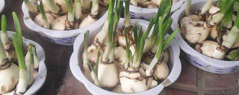 水仙种球怎么处理 水仙种球开完花怎么处理