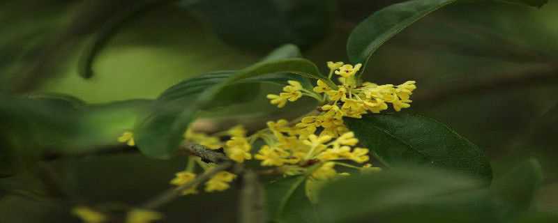 金桂花树的养殖方法（金桂花树的养殖方法和技术）