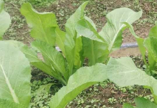 芥菜一般什么时候种（芥菜什么时候种最合适）