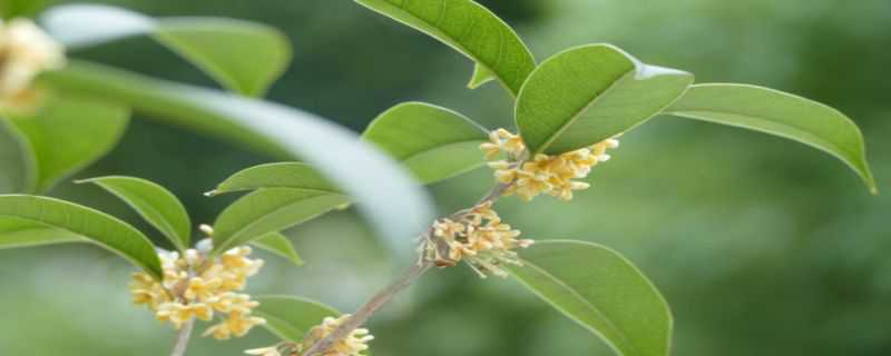 桂花的种植和注意事项 桂花的种植和注意事项是什么