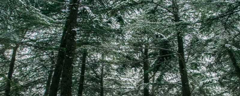 雪松是常绿还是落叶（雪松是落叶植物吗）