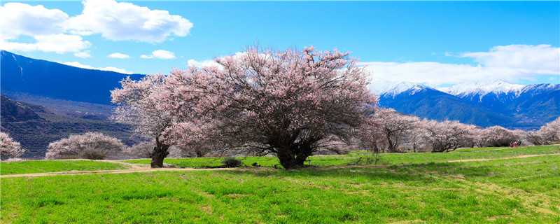 花树生虫了怎么办（花树生虫了怎么办图片）