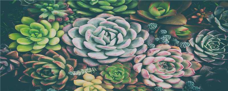 多肉白月影的养法 多肉植物白月影怎么养