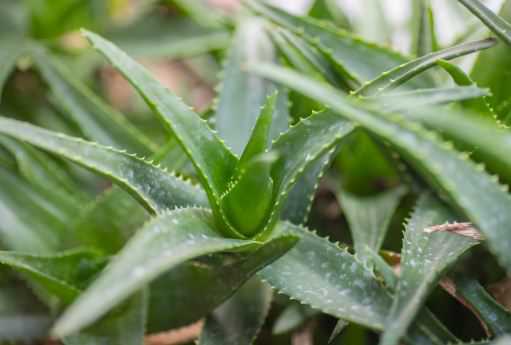 芦荟苗种植方法要点有哪些 芦荟苗种植方法要点有哪些图片