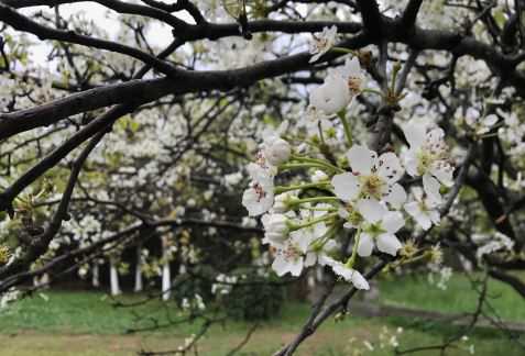 杏树花期是什么时候（杏树花期是什么时候最怕冻）