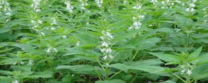 胡麻种植技术