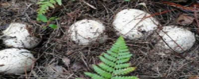 冬荪种植技术（冬荪种植技术视频）