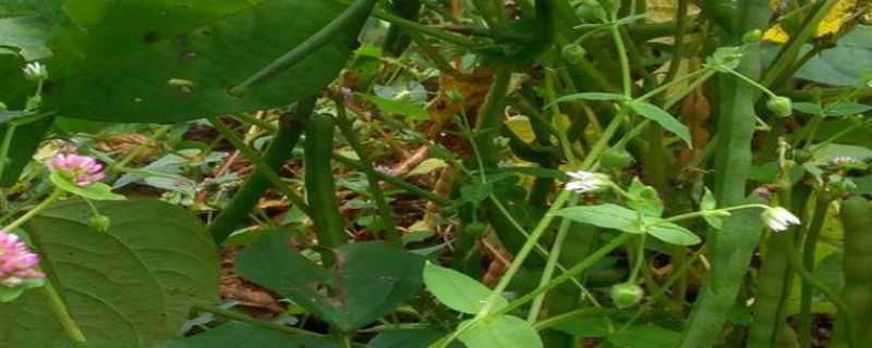 赤豆种植时间（赤小豆种植时间）