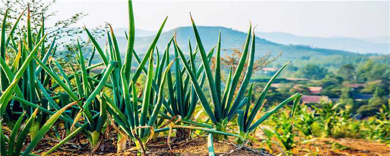 大葱种植时间和方法 大蒜种植时间和方法