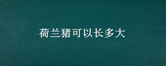 荷兰猪可以长多大 荷兰猪可以长多大多重