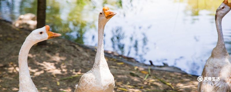 黄鼠狼怕鹅吗