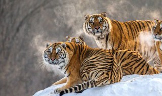 梦到老虎狮子一起出现（梦到老虎狮子一起出现吃人）