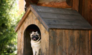 梦到被狗咬手 梦见狗咬自己的手没出血是什么意思