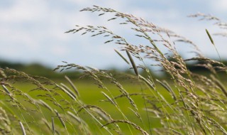 关于风的诗句有哪些(关于风的诗句有哪些?(天气)