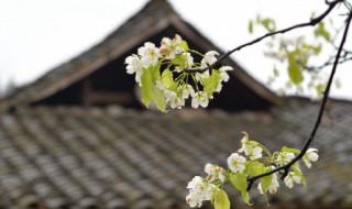 2022年清明节怎么调休 2021清明节需要调休吗