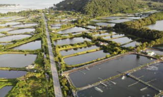 梦见鱼塘意味什么（梦见鱼塘好吗）