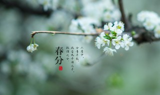 2022年春分节气是哪一天（2022年春节是什么节气）