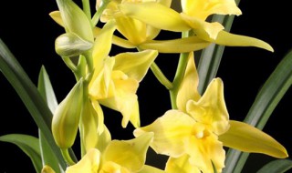 兰花绿翡翠 兰花绿翡翠图片