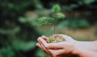 关于植树节的温馨祝福语 植树节贺语