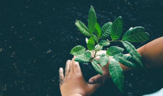 2022年植树节是星期几 2022年植树节是几月几日