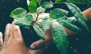 50字左右的植树节由来是什么 植树节是谁发明的50字