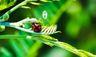 2022年惊蛰是几九第几天（2022年惊蛰是几点几分几秒）