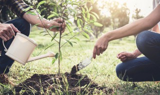 我国植树节是几月几日 我国植树节是几月几日是哪一天