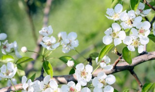 春分烧纸可以烧几天 春分能烧纸吗