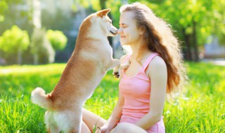 如何训练护卫犬 怎么训练护卫犬