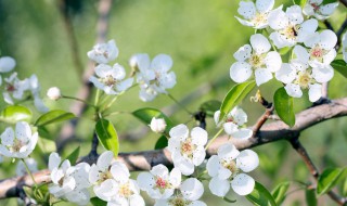 2022年春分是春季的起始节气吗 春分是什么季节的节气