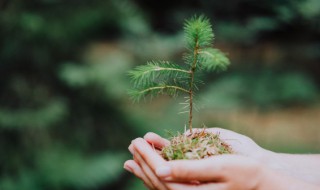描写植树节说说(植树节的说说短语)