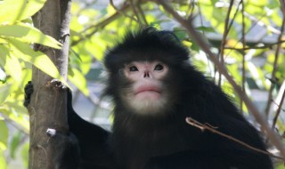 怒江金丝猴属于几级保护动物 怒江金丝猴属于几级保护野生动物