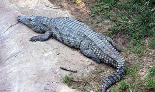 鳄鱼为什么要吃石头（鳄鱼为什么要吃石头?）