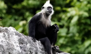 戴帽叶猴属于几级重点保护野生动物（戴帽叶猴属于几级重点保护野生动物?）