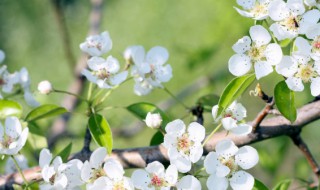 2022关于春天的说说心情短语 春天的心情说说 朋友圈2020