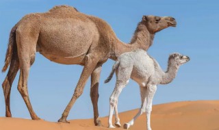 骆驼的嘴为什么不怕刺 骆驼不怕刺吗