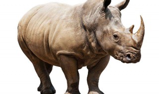 为什么我国现在没有犀牛(为什么中国没有犀牛)