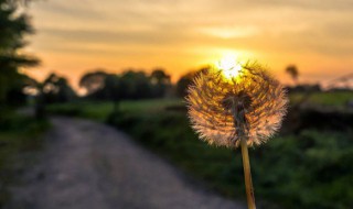 阳光跟暖内心很温柔的文案(很暖很温柔的文案)