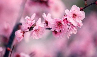 梅花的梅组词 梅花的梅组词拼音