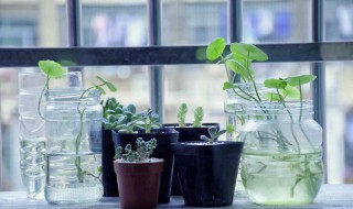 虎头兰的养殖方法和注意事项 虎头兰种植方法和注意事项